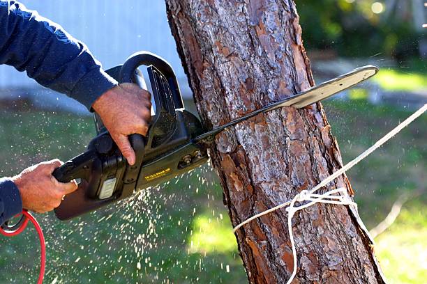 Best Emergency Tree Removal  in Syracuse, KS